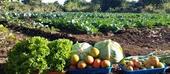 Argentina tenciona apoiar agricultura em Moçambique