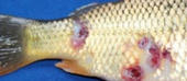 Augusta Maíta alerta para eclosão de doenças que provocam úlcera no peixe