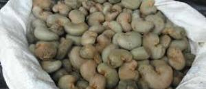 Comercialização da castanha de cajú arrecada 7.4 mil milhões de meticais