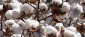 Conselho de Ministros aprova novos preços de compra do algodão