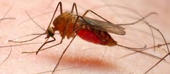 Diminui o número de mortes por malária no país