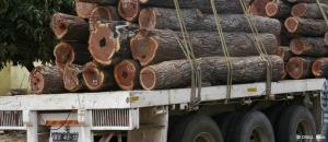 Exploração ilegal de madeira lesa Moçambique em 200 milhões de dolares ano
