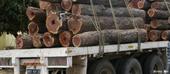 Exploração ilegal de madeira lesa Moçambique em 200 milhões de dolares ano