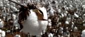 Governo aprova proposta de reajuste do preço mínimo do algodão caroço