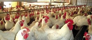 Governo garante stock de frango no mercado nacional