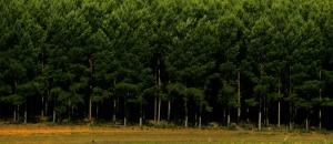 Governo investe 40 milhões USD em reflorestamento