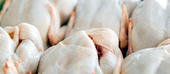 Moçambique: Suspensa importação de frango da Polónia devido a uma bactéria 