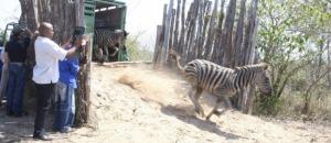 Moçambique vai translocar cerca de três mil animais bravios