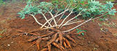 Novas variedades estimulam produtividade da mandioca em Nampula