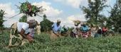 Nyusi lança projecto de apoio a agricultores de pequena escala