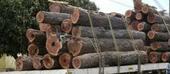 “Operação tronco para fazer cumprir a Legislação Florestal”