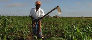 PR satisfeito com produção agrícola em Nampula 